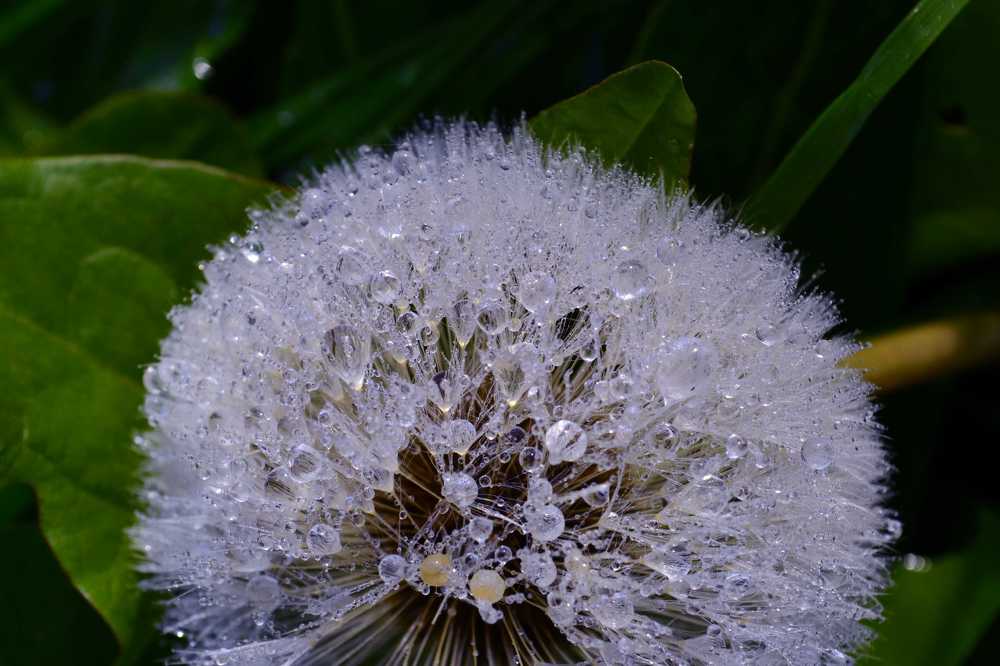 Одуванчик в росе.