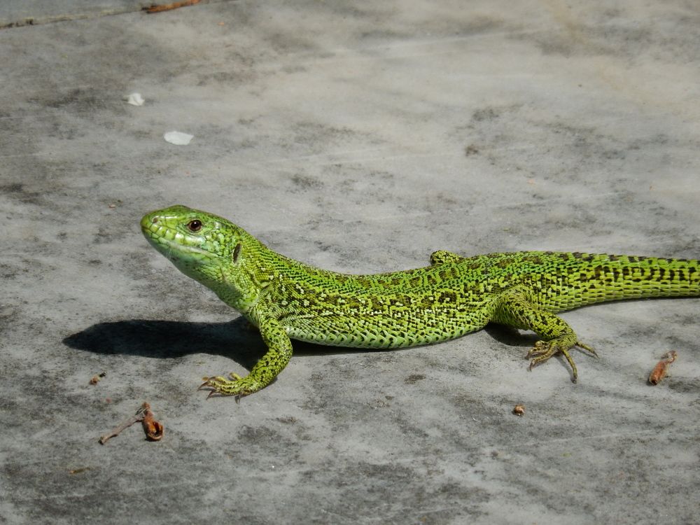 Фотография автора Клавдия Васильева