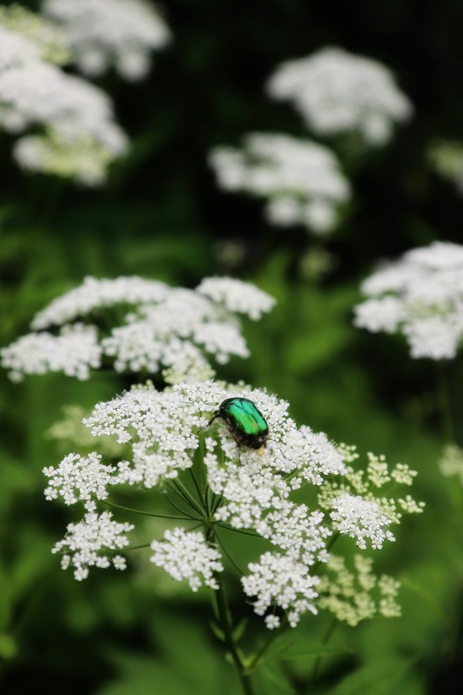 Photograph by Ирина Новицкая