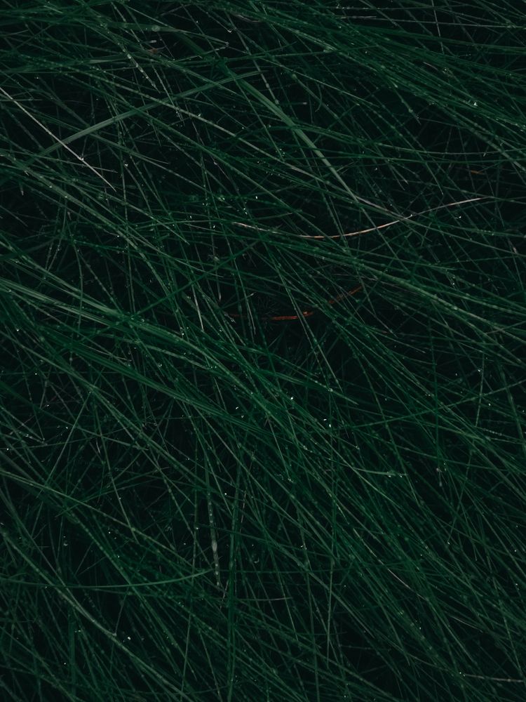 Photograph by Александра Якуцевич