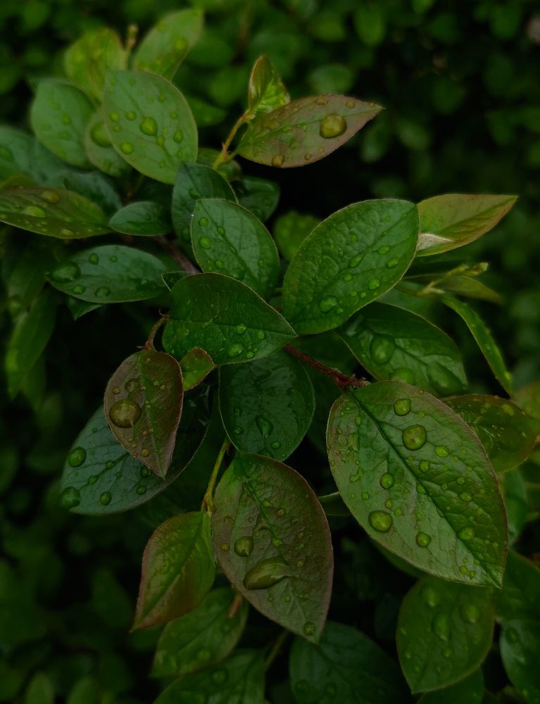 Photograph by Oxana Kostsova