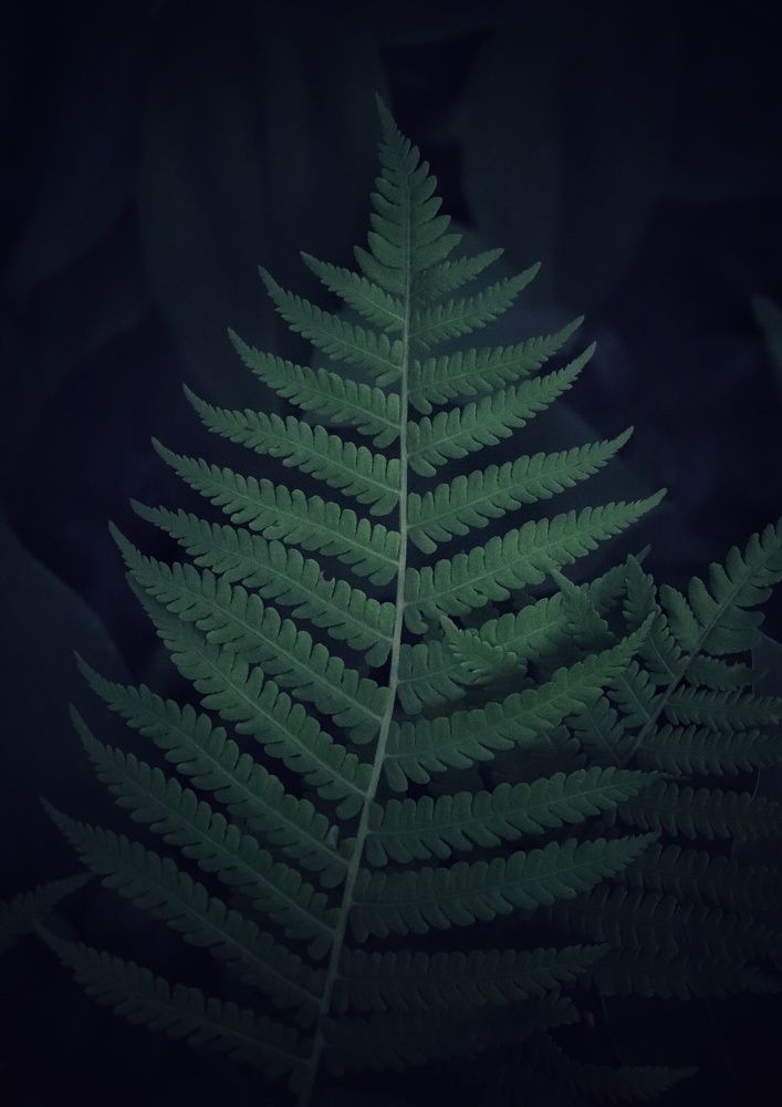 Папоротник