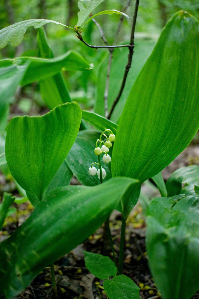 Ландыш в лесу