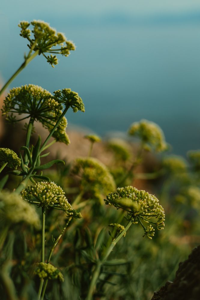 Фотография автора Emir Kurtanovic