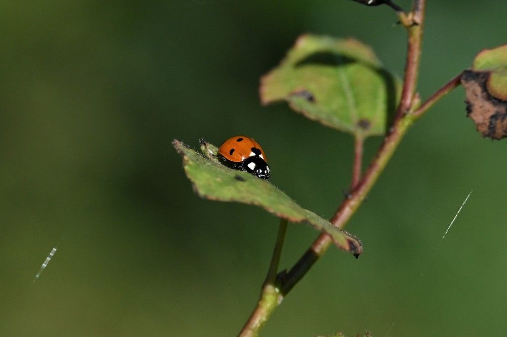 Фотография автора IRINA FILIPPOVA
