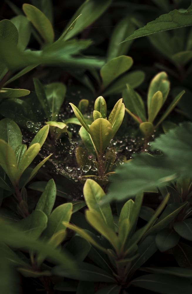 Photograph by Farshad Yazdankhah