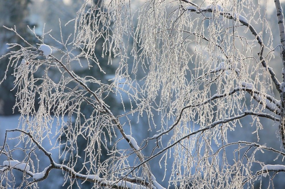 Морозное кружево