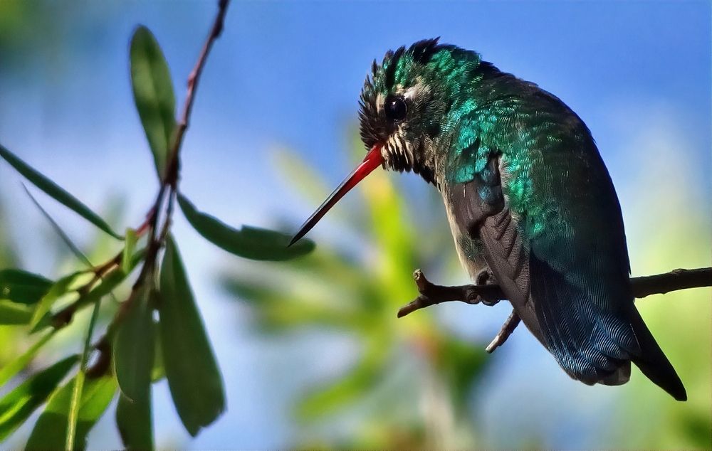 Photograph by Marcelo Luzzi