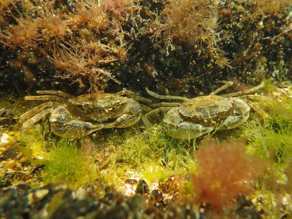 Photograph by Григорий Прокопов