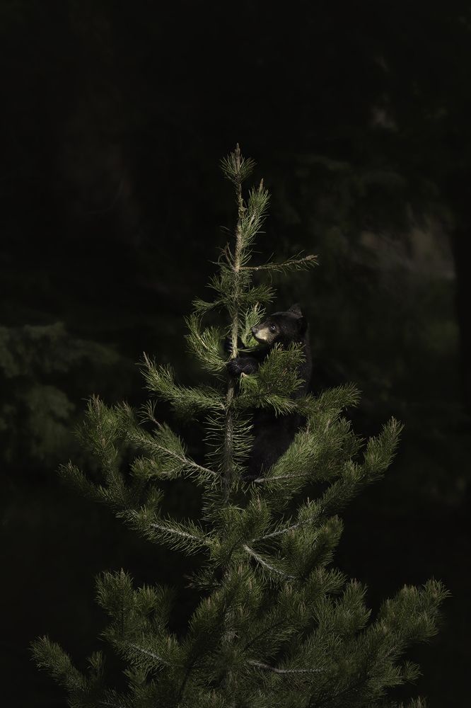 Black bear cub in treetop