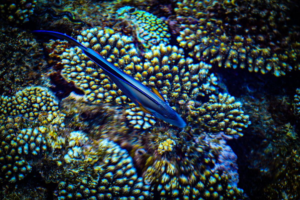 Photograph by Asmaa ElTouny