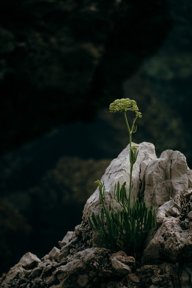 Фотография автора Emir Kurtanovic