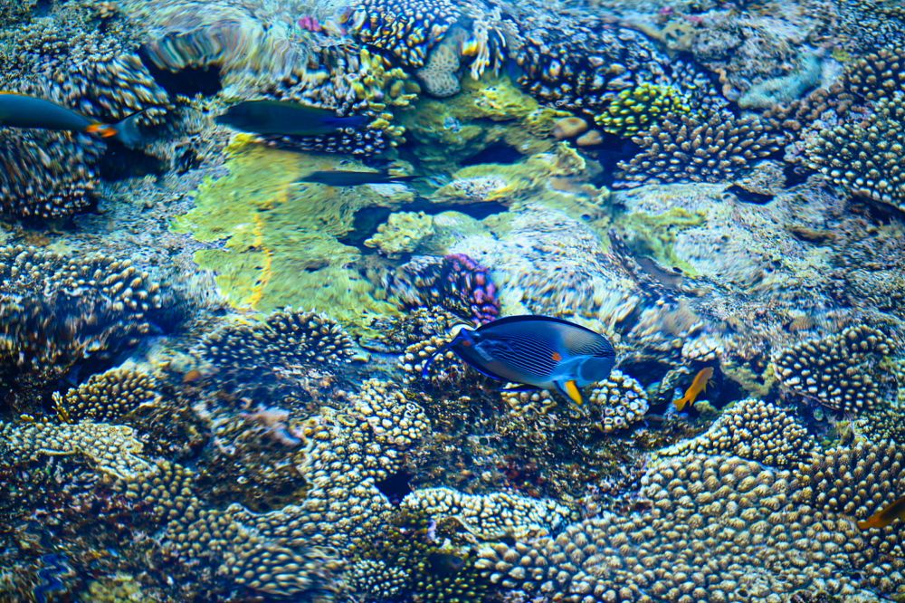 Photograph by Asmaa ElTouny