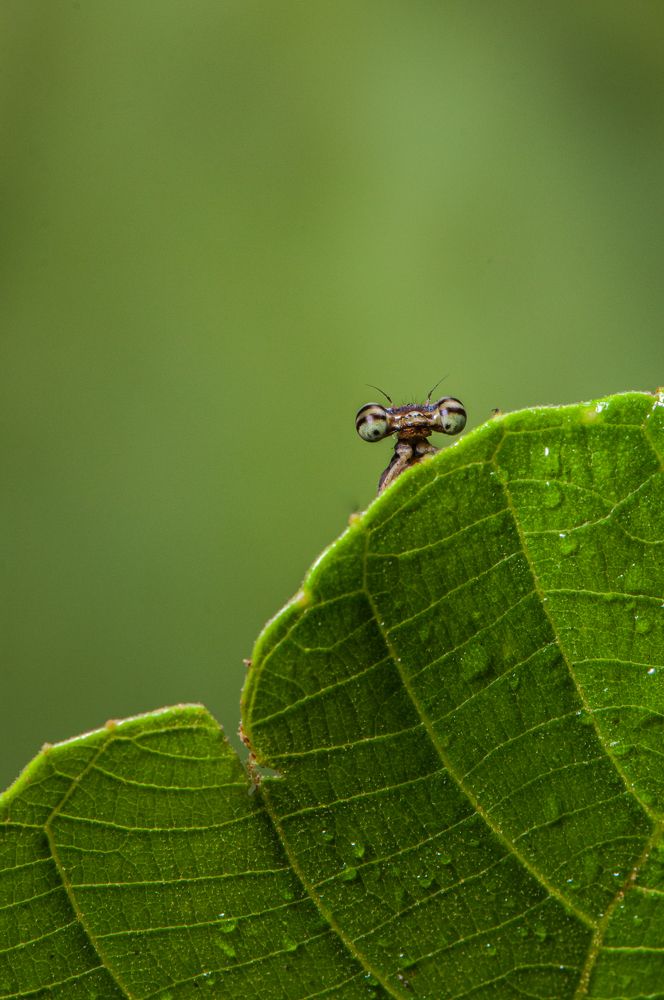 Photograph by Chamara Sulakkhana Polwatta Siriyalage