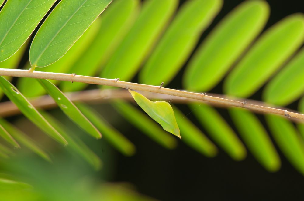 Photograph by Chamara Sulakkhana Polwatta Siriyalage