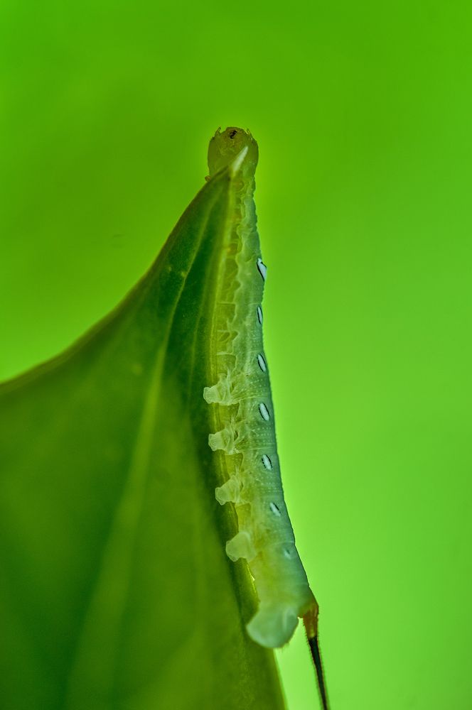 Photograph by Chamara Sulakkhana Polwatta Siriyalage