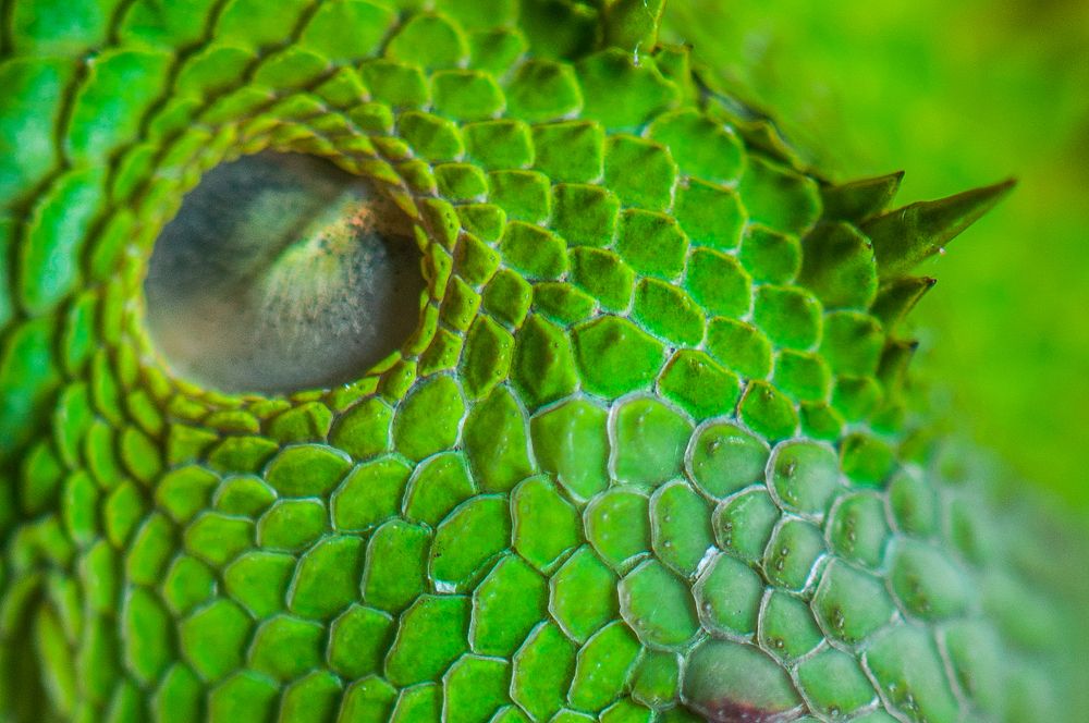 Photograph by Chamara Sulakkhana Polwatta Siriyalage