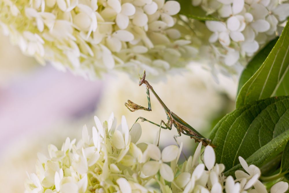 In the flower clouds