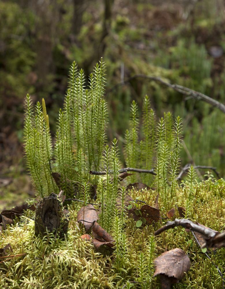 Photograph by Юрий Чернов