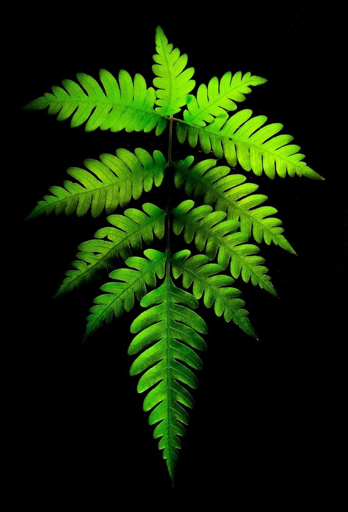 Photograph by lahiru sandaruwan