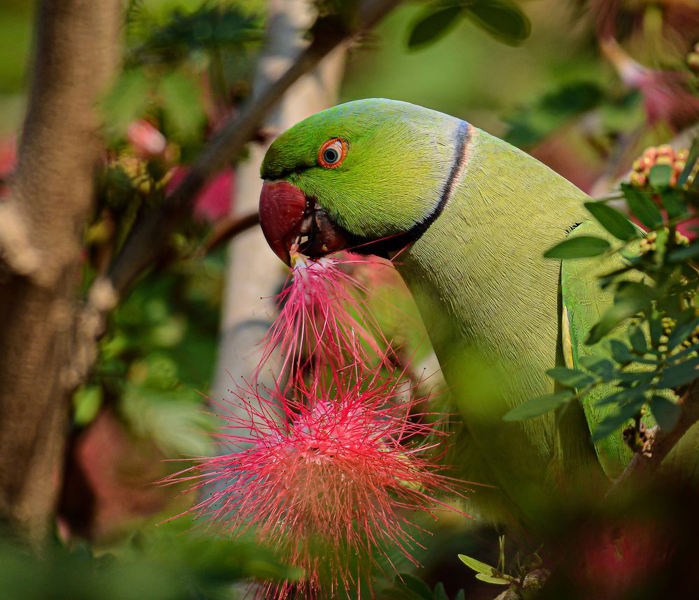 THE PRIME COLOR OF NATURE IS GREEN.