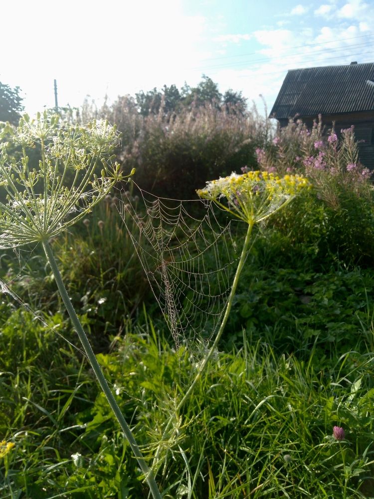 Фотография автора Елена Малкова