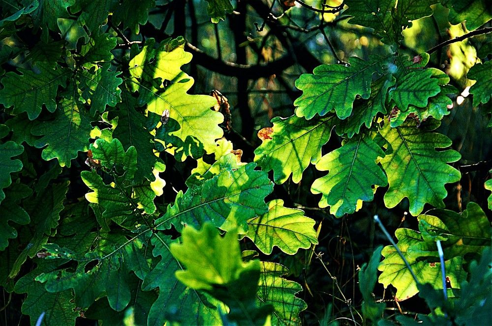 Зеленый сюжет