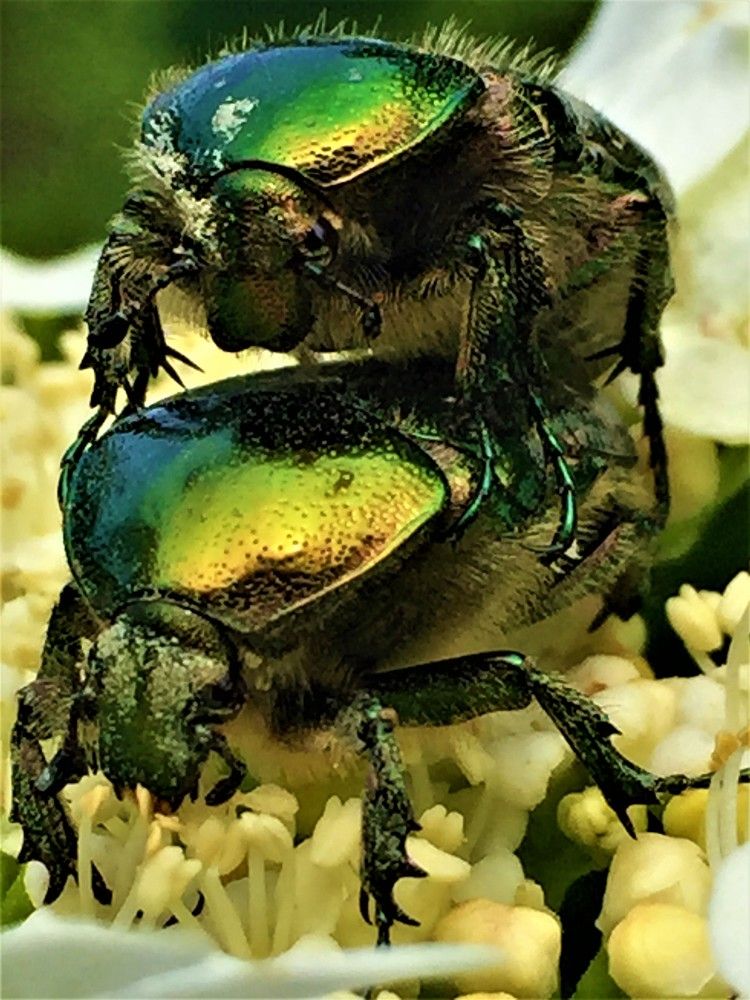 Оттенки зеленого