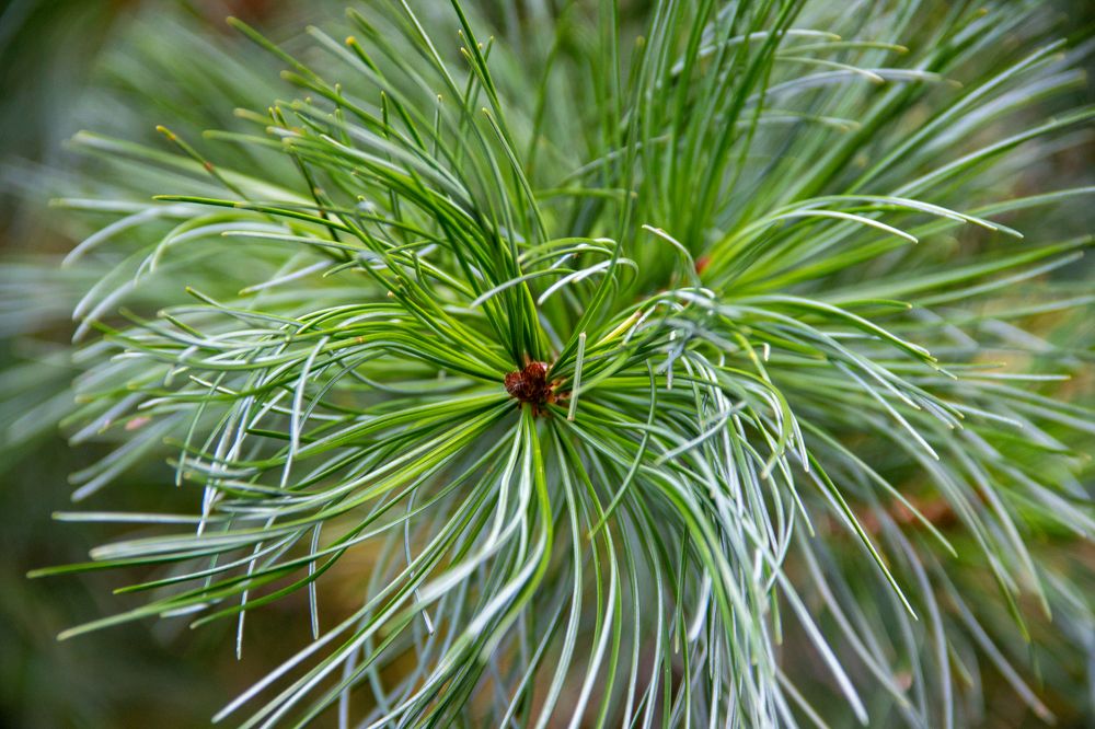 Photograph by Оксана Сизых