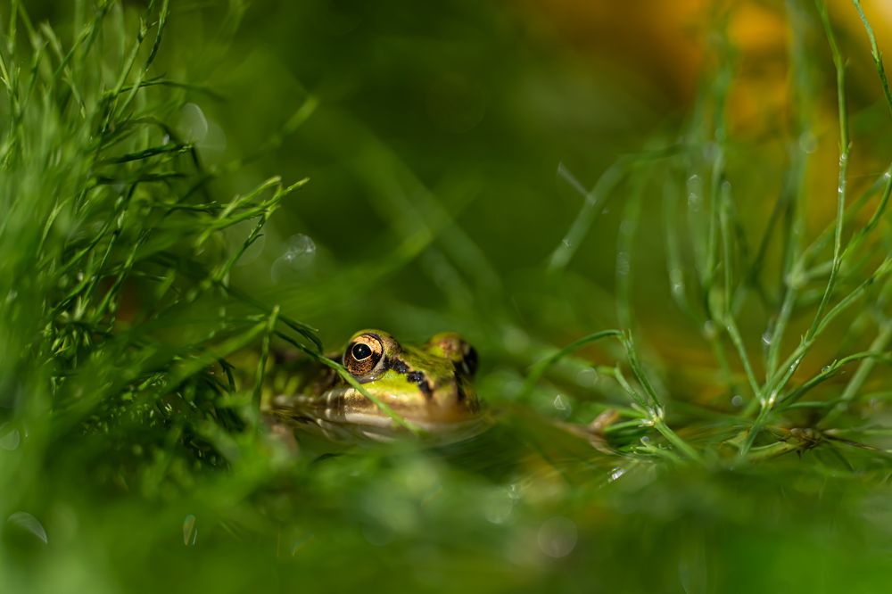 Photograph by Николай Фонарёв