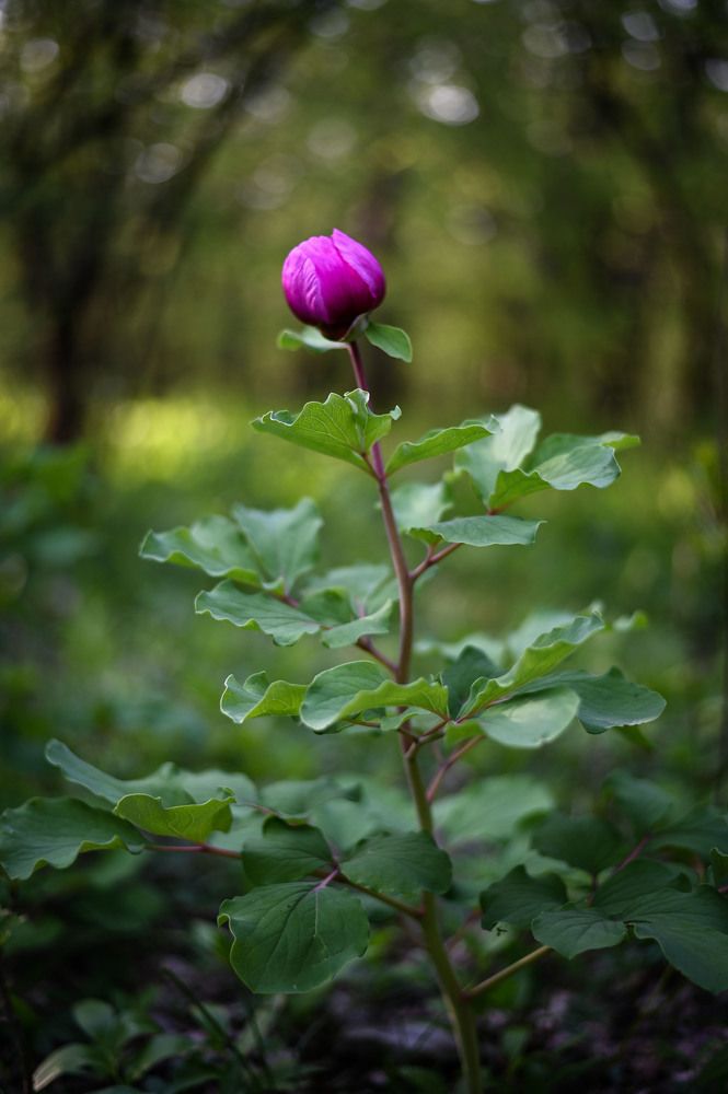 Photograph by Ирина Ри