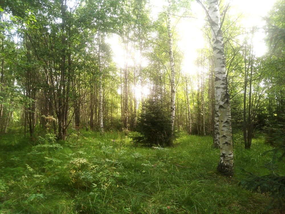 Фотография автора Елена Малкова