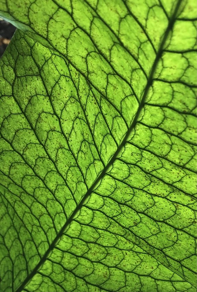 Photograph by Мария Бессмертная