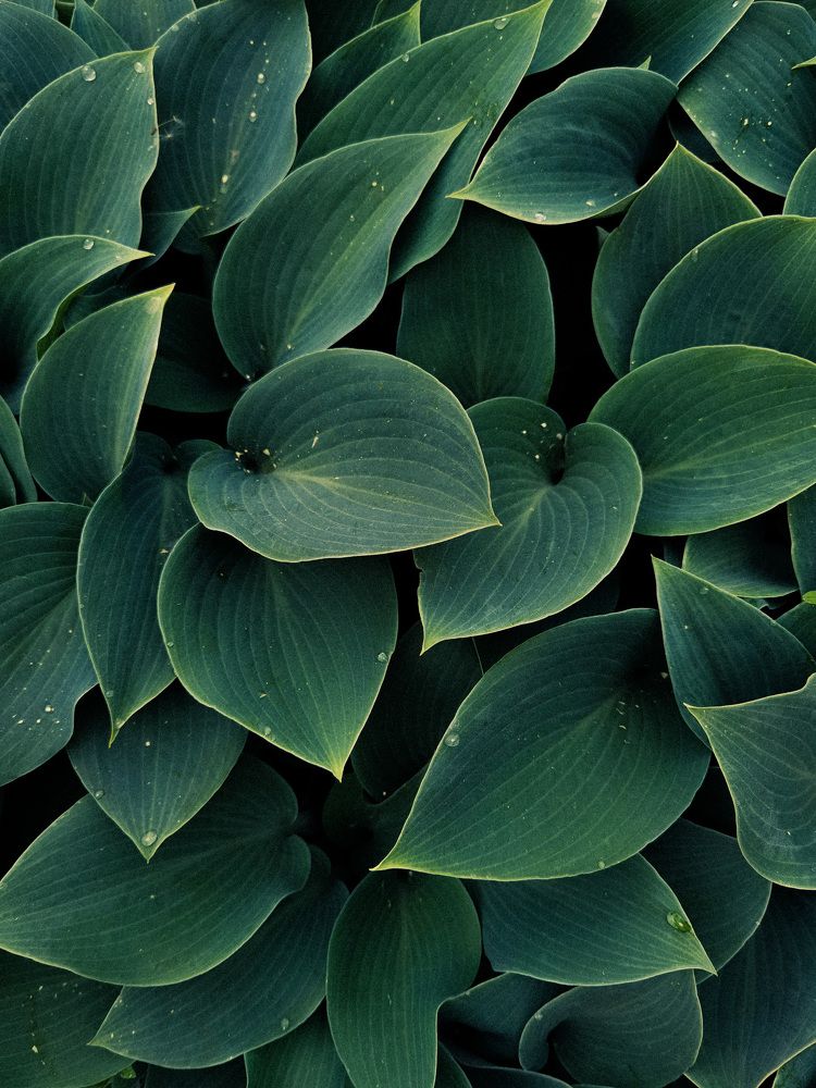 Фотография автора Tatiana Kots