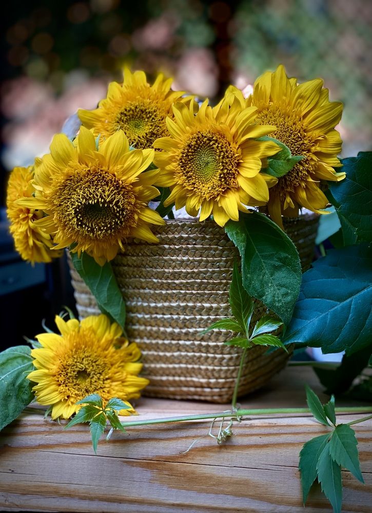 Подсолнухи