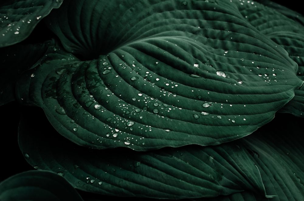 Photograph by Вероника Романенко