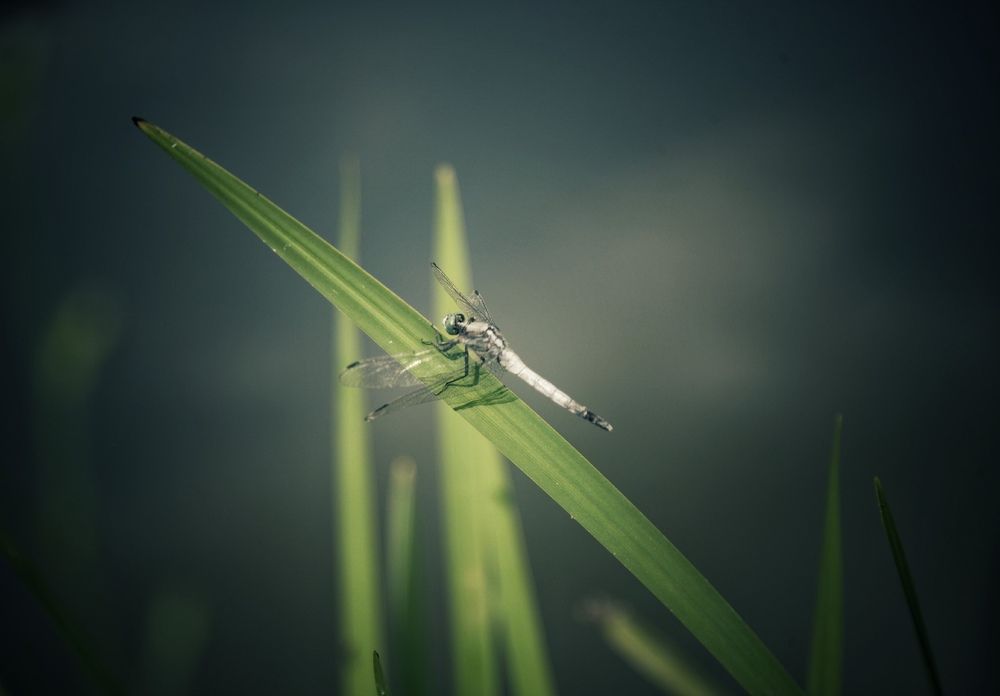 Photograph by Михаил Саидов