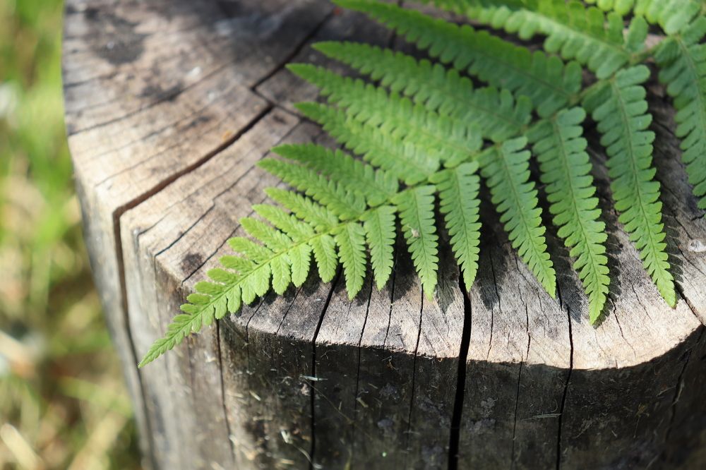 Photograph by Мария Юруть