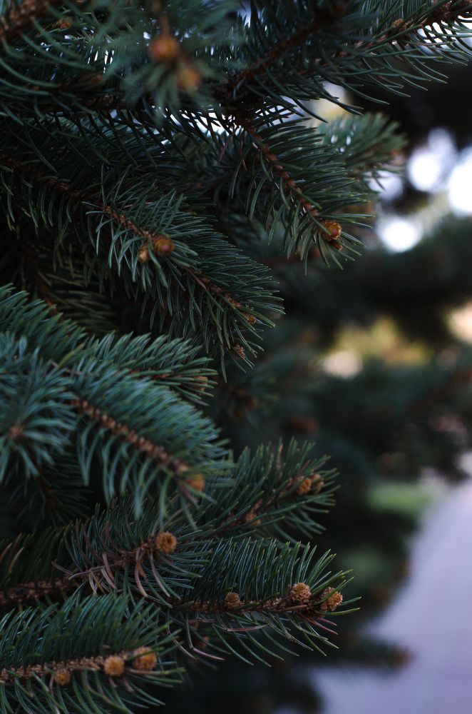 Photograph by Ольга Шубина