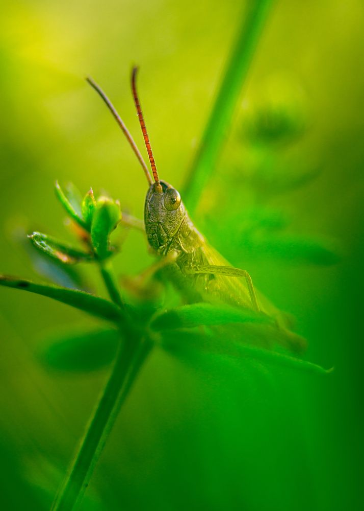 Фотография автора Cornelia Ghergut