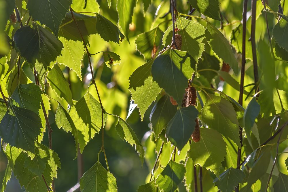 Березовые пересветы