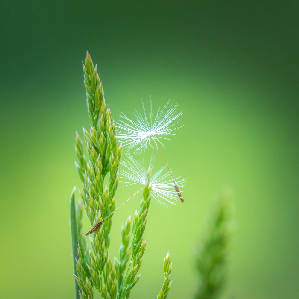 Фотография автора Cornelia Ghergut
