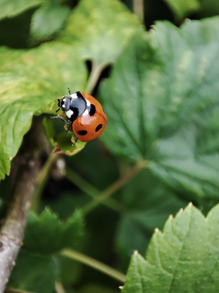 Photograph by DARIA DEMINA