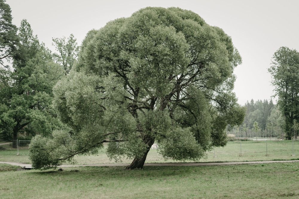 Photograph by Сергей Комаров