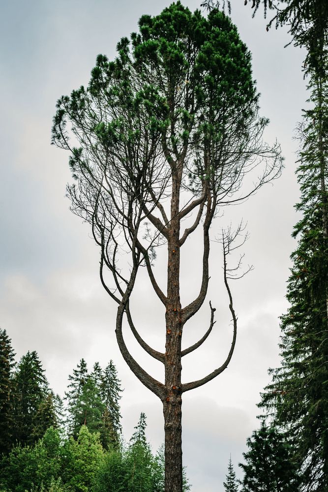 Photograph by Сергей Комаров