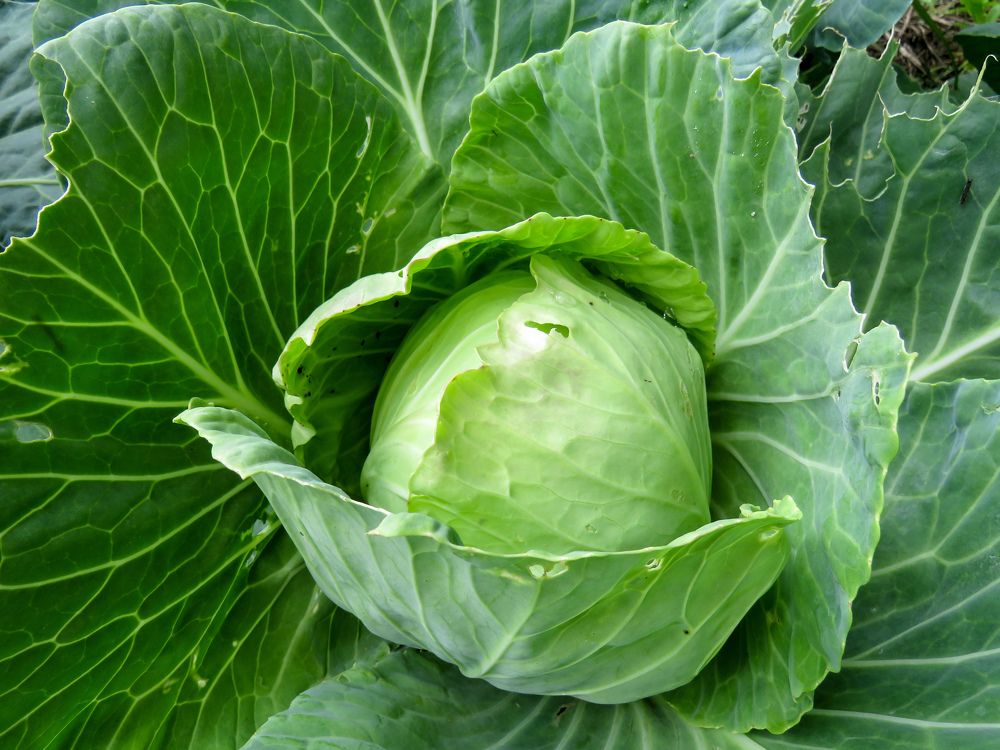 Green head of cabbage close up