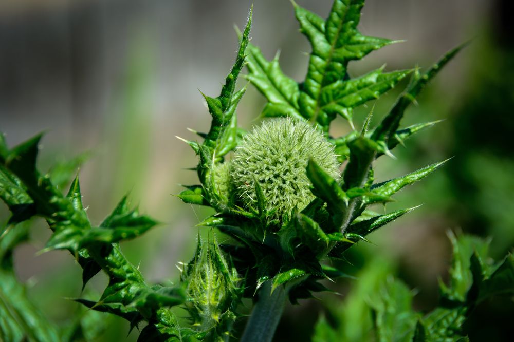 Photograph by Светлана Ващенко