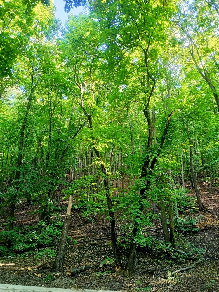 Photograph by Елизавета Мишина