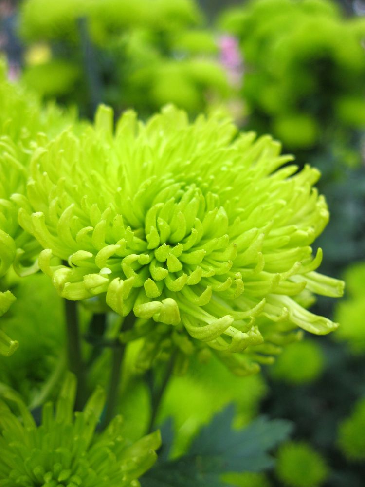 Chrysanthemum
