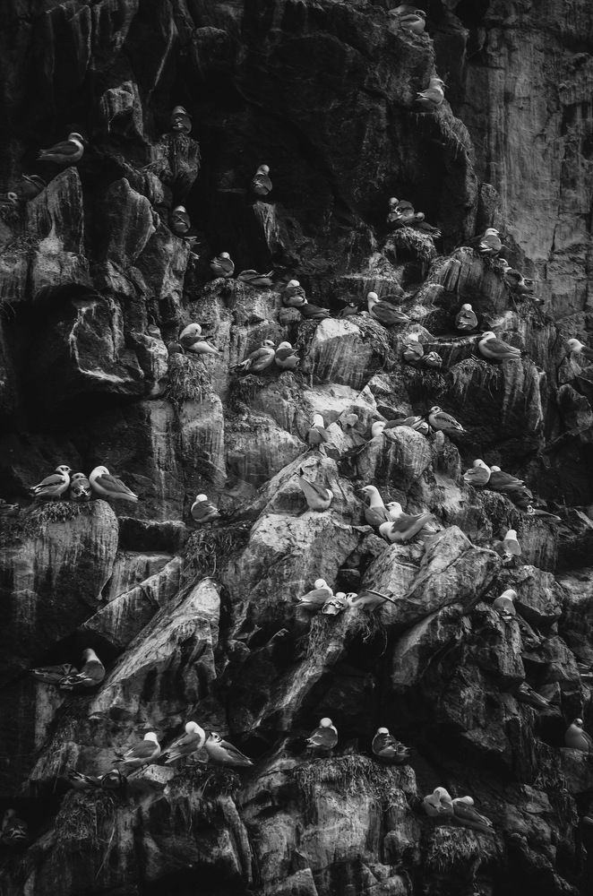 Птичий базар